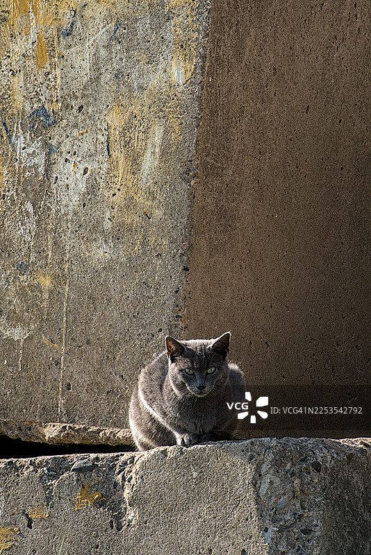 俯视角度拍摄，一只灰猫坐在水泥人行道上，正凝视镜头，绿眼睛炯炯有神图片素材