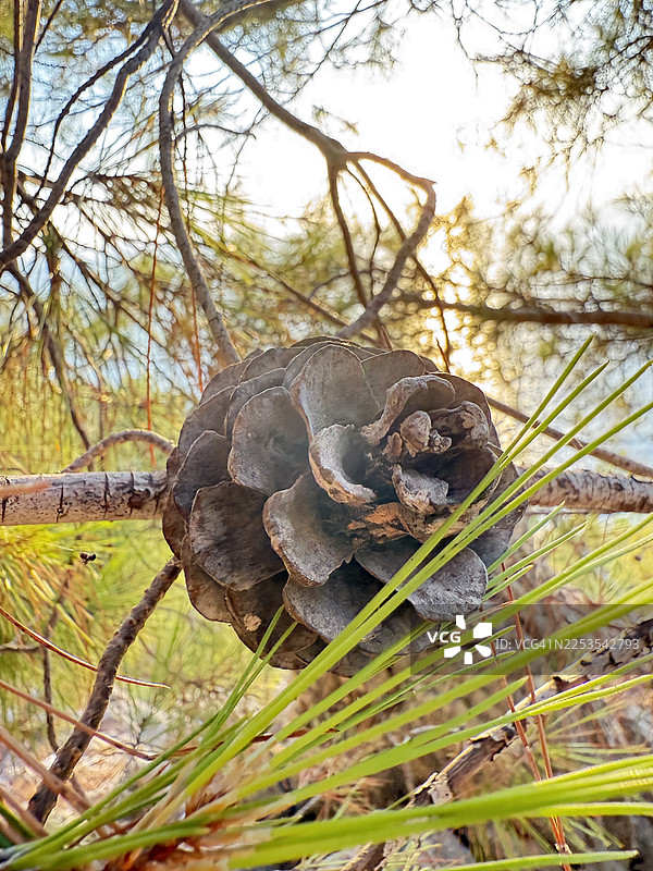 阳光透过松针，照在树枝上的松果特写图片素材