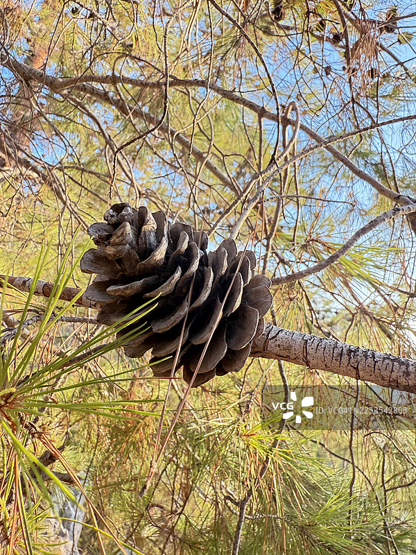 蓝天下，松树枝上挂着松果的特写，背景是绿色的松针图片素材