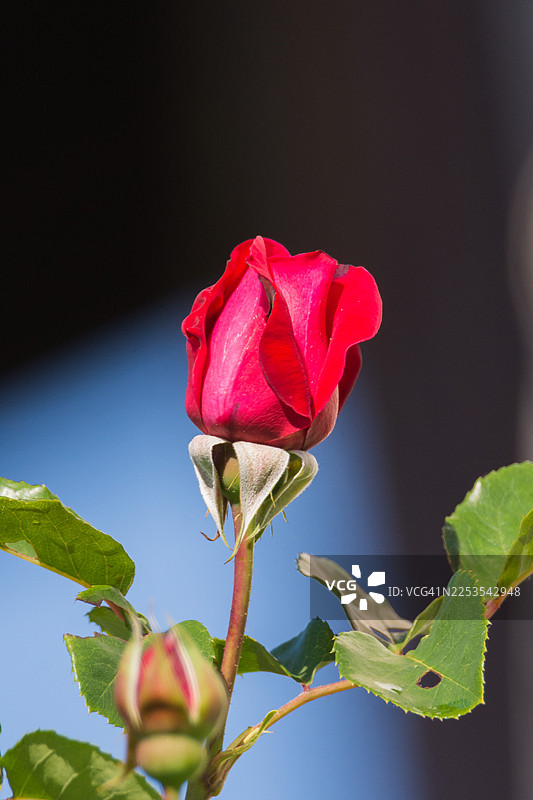 背景柔和的蓝色和深色，一朵鲜红的玫瑰花蕾特写图片素材
