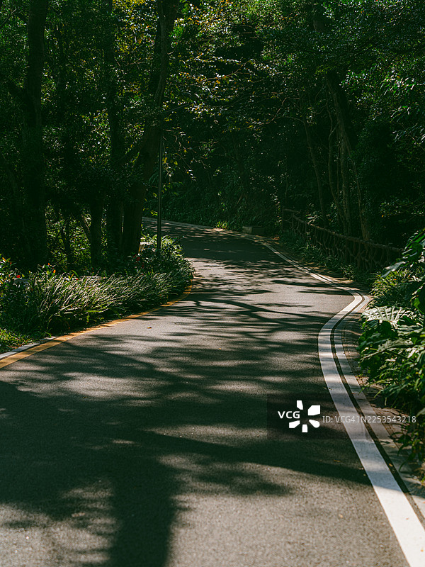 一条蜿蜒的柏油路穿过茂密的、阳光斑驳的绿色森林，中间有一条白色的分隔线图片素材