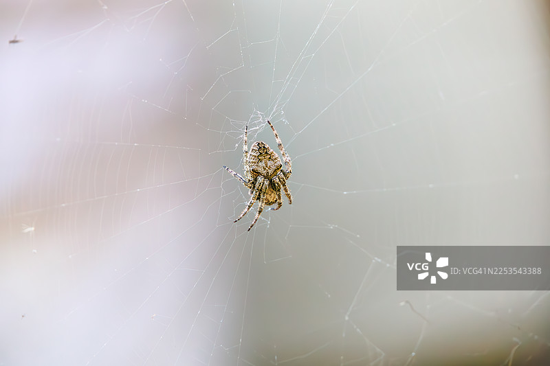 织纹螺，腹纹织纹螺图片素材