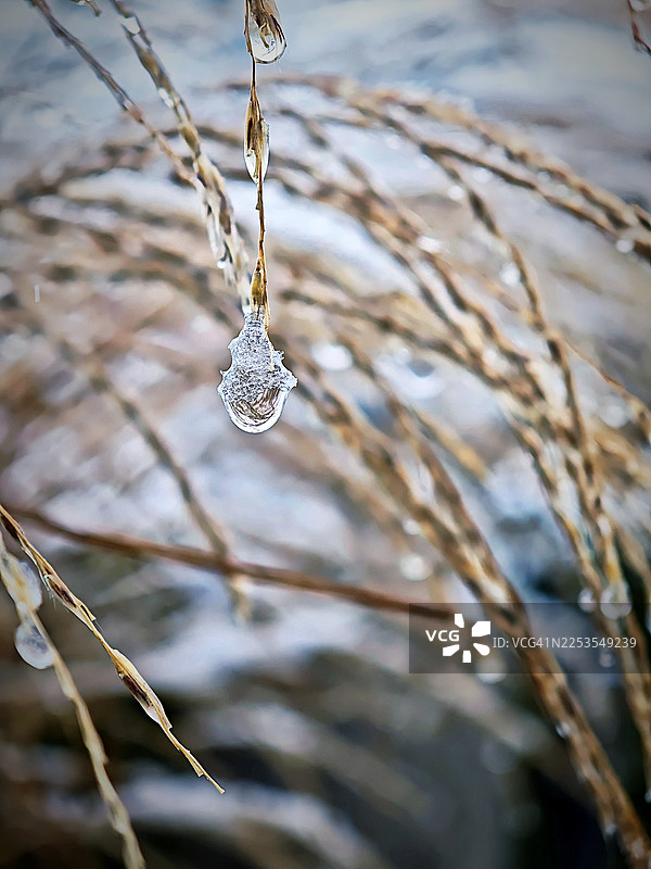 冬天，冰滴覆盖的植物特写图片素材