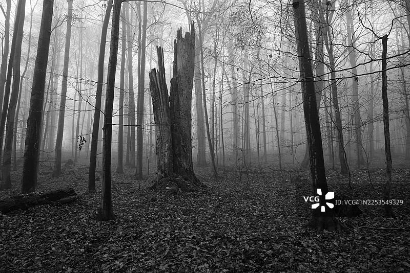 阴森的黑白森林，树木光秃，雾气浓重图片素材