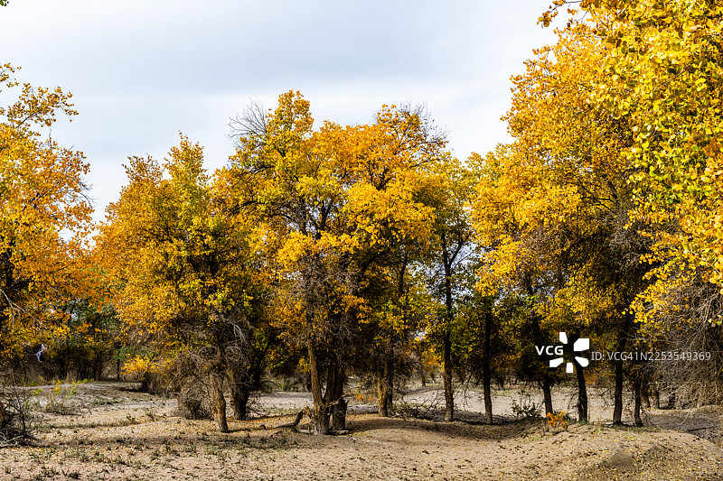 中国阿克苏地区沙雅县，多云天空下的自然风光，树上的金色秋叶图片素材