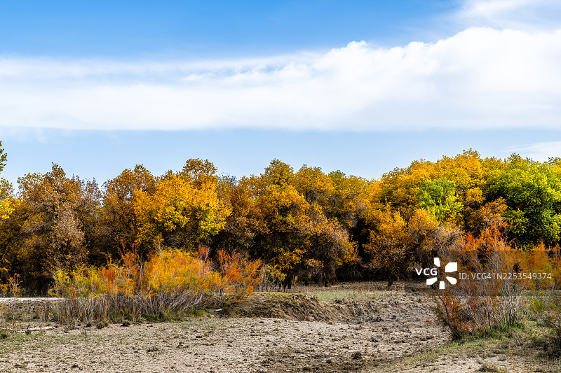 明媚蓝天下，白云朵朵，阿克苏地区沙雅县色彩斑斓的秋日树木与灌木丛图片素材