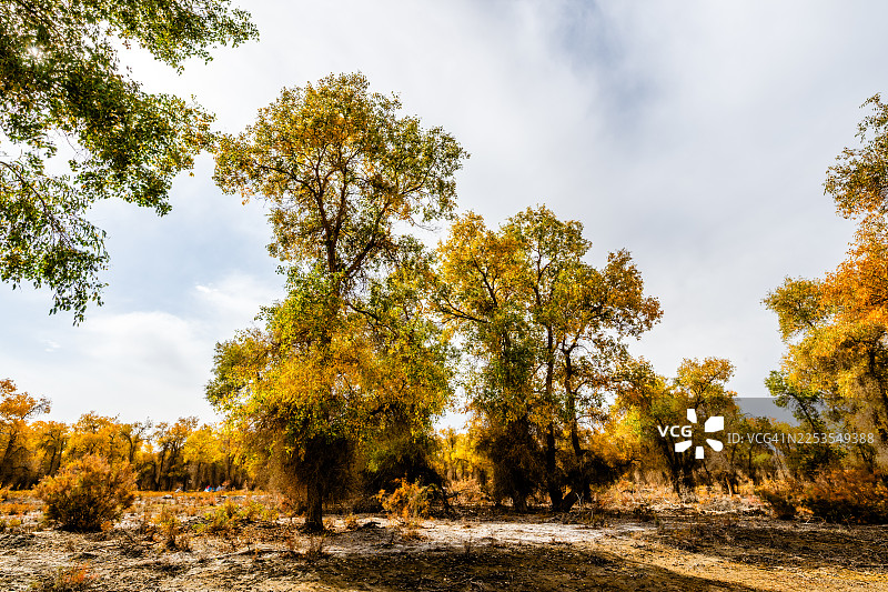 中国阿克苏地区沙雅县金秋田野，晴朗天空下的金色秋树图片素材