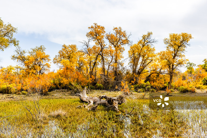 金秋时节，明媚的天空下，阿克苏地区沙雅县的静谧水面上倒映着层林尽染的树木图片素材
