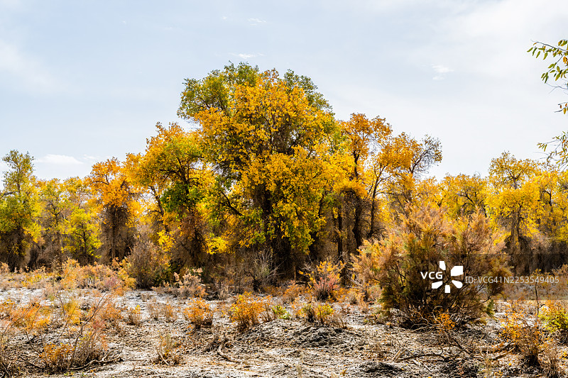 中国阿克苏地区沙雅县秋日金黄的树木在晴朗的天空下，构成一幅自然风光画卷图片素材