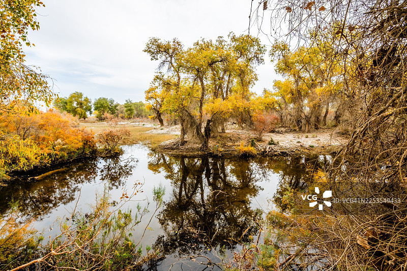中国阿克苏地区沙雅县，秋季树木色彩斑斓，宁静的湖泊倒映着清晰的天空，构成一幅美景图片素材
