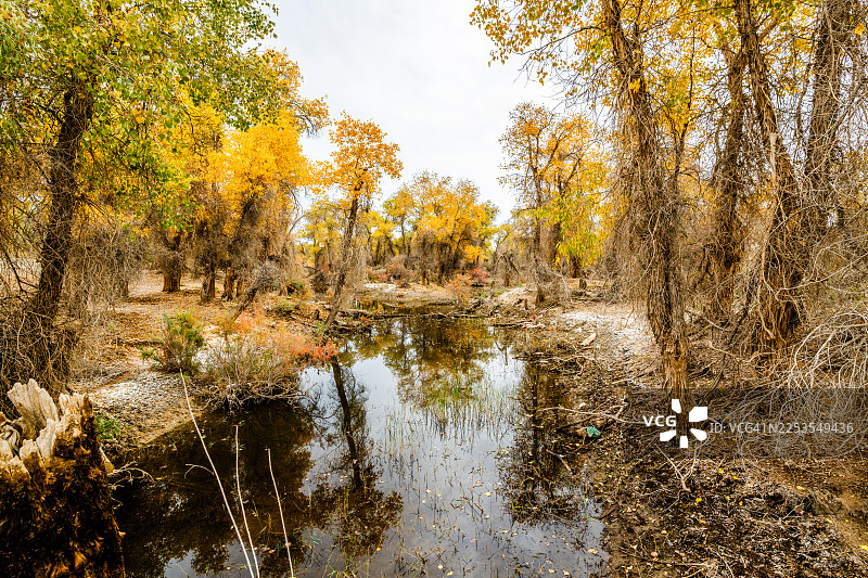 中国阿克苏地区，沙雅县，秋季色彩斑斓的森林环绕着宁静的湖泊，天空晴朗，景色优美图片素材