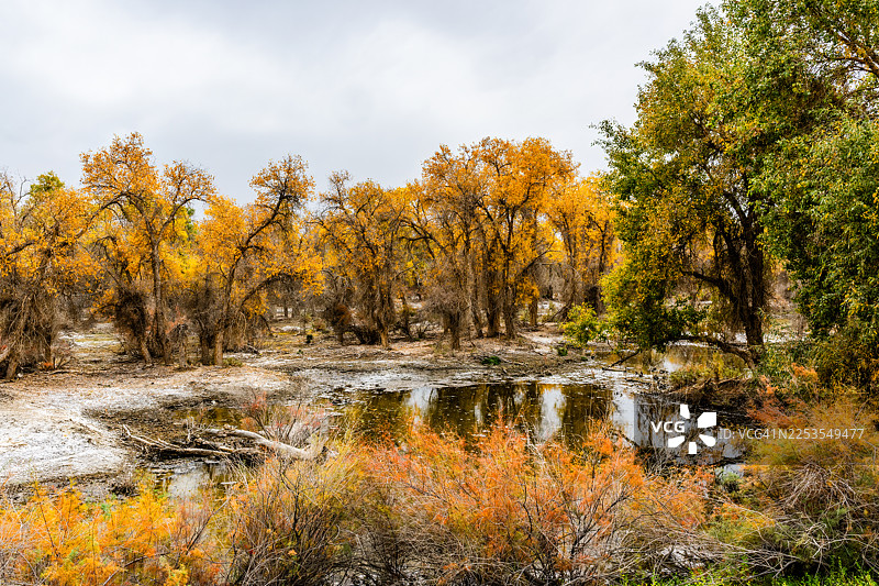 秋日金黄的树木倒映在宁静的湖水中，天空多云，位于中国阿克苏地区沙雅县图片素材