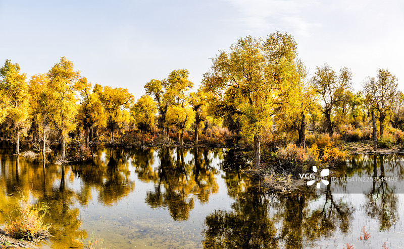 中国阿克苏地区沙雅县，金秋时节，树木倒映在清澈宁静的湖水中，天空晴朗图片素材