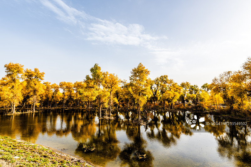 金色的秋天树木倒映在宁静的湖水中，天空湛蓝，中国阿克苏地区沙雅县图片素材