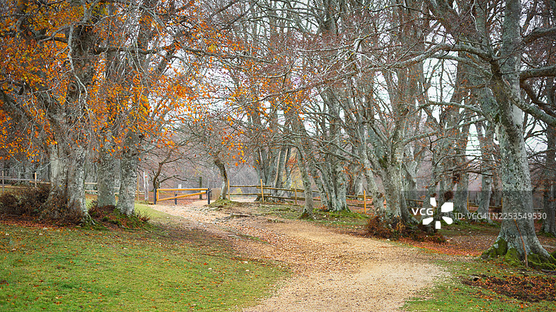 意大利圣塞韦里诺马尔凯的坎菲托秋色斑斓的森林小径图片素材