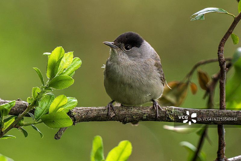春天，一只黑顶雀停在带嫩绿叶子的树枝上，特写镜头图片素材