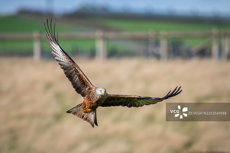 雄伟的红鸢张开翅膀，在阳光明媚的田野上空飞翔图片素材