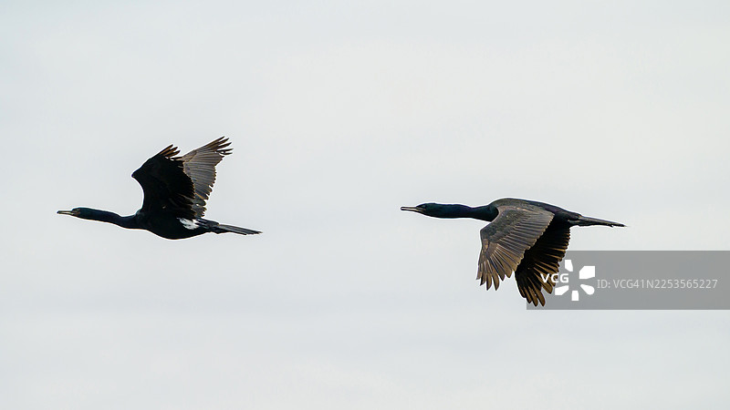 两只鸬鹚在晴朗的阴天中优雅地飞翔，展示着它们挥动的有力翅膀图片素材
