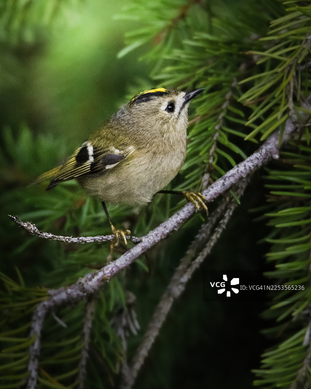 一只小巧的、伪装良好的金冠鹪鹩栖息在松枝上，在其自然栖息地中向上望去图片素材