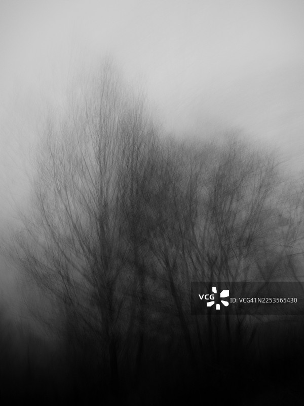 抽象的运动模糊效果，描绘了在苍白阴沉的天空下，没有叶子的树木，柔和的垂直线条和模糊的树枝营造出一种冬季森林的氛围感黑白景象。图片素材