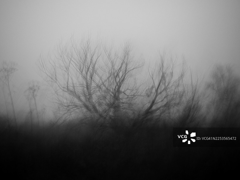 雾中枯树和灌木的黑白故意运动模糊，抽象的冬季景观，柔焦，模糊的树枝，以及苍白的天空与深色前景植被之间的强烈对比，富有氛围感的极简自然场景图片素材