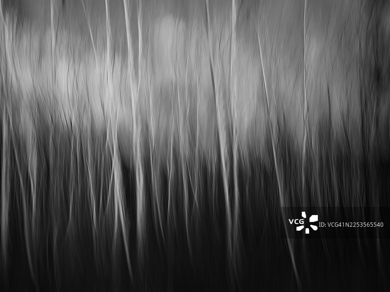 黑白抽象摄影，纤细的树干和树枝因动态模糊，垂直的条纹营造出柔和的节奏感，印象派森林景象，长曝光效果，极简的自然背景，刻意相机移动图片素材