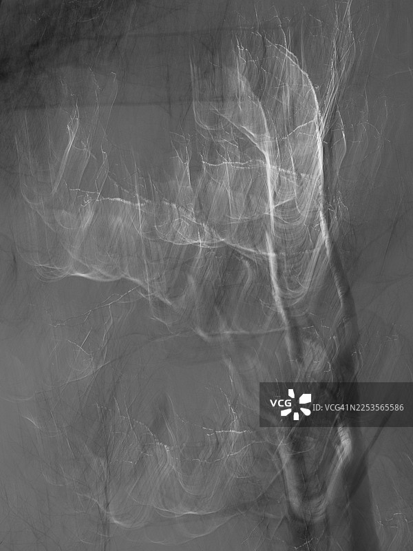 抽象的运动模糊效果，描绘光秃的树枝在灰蒙蒙的天空中形成层叠的半透明线条和弯曲的条纹。黑白图像，强调运动、树枝结构和重叠的纹理。图片素材