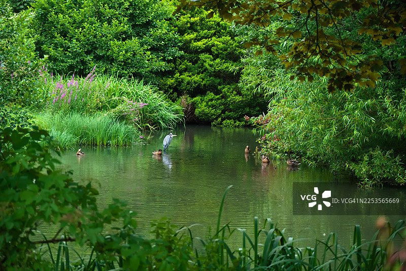 夏日里，宁静的池塘边，绿意盎然的植物和野花丛中，有鸭子和一只苍鹭图片素材