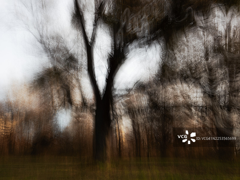 在深秋的公园里，树木的剪影因刻意进行的相机移动而变得模糊。光秃的树枝层层叠叠地形成动态的线条，映衬着苍白的天空，柔和的棕色和绿色调暗示着季节的更替和自然的风光。图片素材