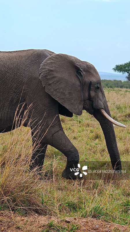 一头非洲象走过草原上的高草丛，展现其在野外的雄伟气势图片素材