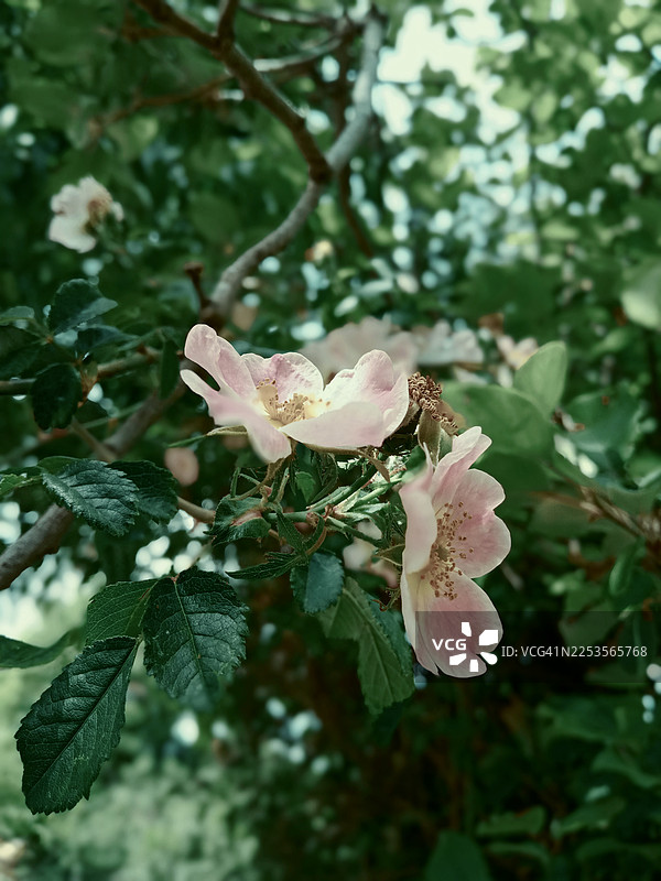 在自然光下绽放的娇嫩粉色野玫瑰特写图片素材