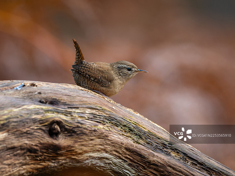 一只棕色小鸟栖息在纹理粗糙的木头上，向右看，背景模糊且温暖图片素材