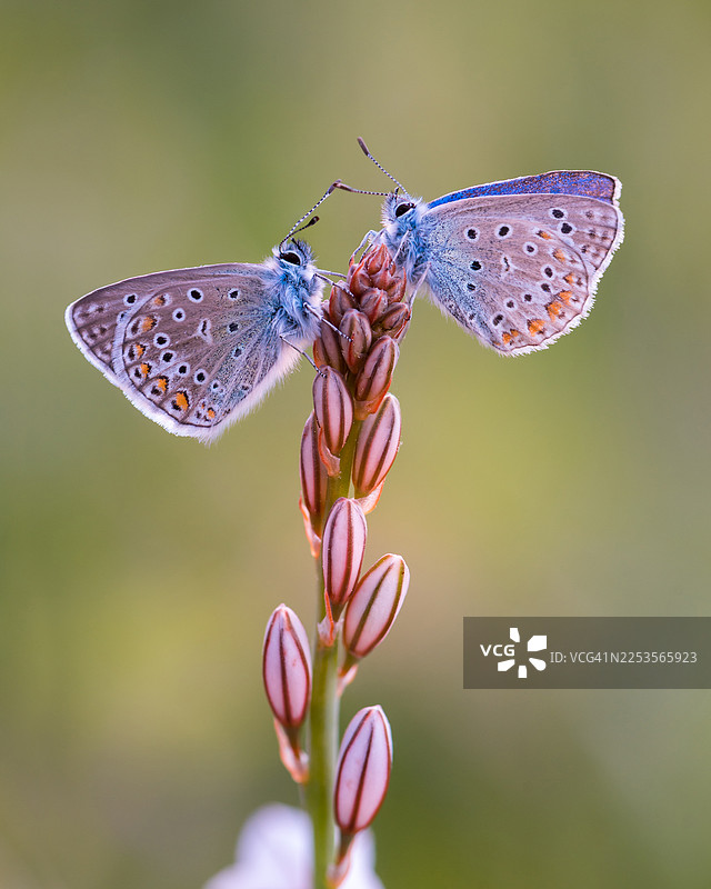 两只精致的蓝色蝴蝶，翅膀图案复杂，停在一株紫色花茎上，花茎上还有未开放的花蕾，背景是柔和的绿色。图片素材