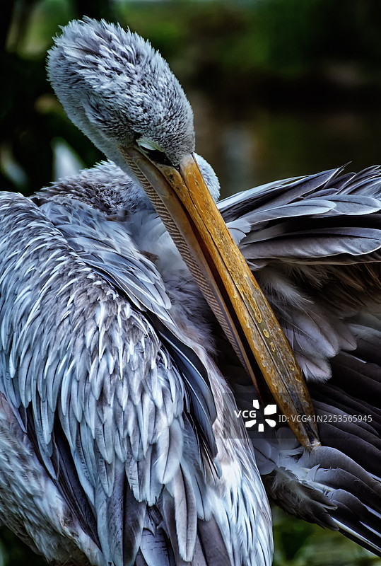 斑点鹈鹕特写，正在梳理羽毛图片素材