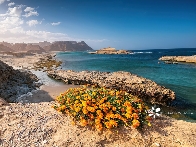 在蓝色天空下，岩石海岸上色彩鲜艳的橙色花朵，俯瞰着绿松石般的海水和远处的山峦，阿曼，塞拉莱图片素材