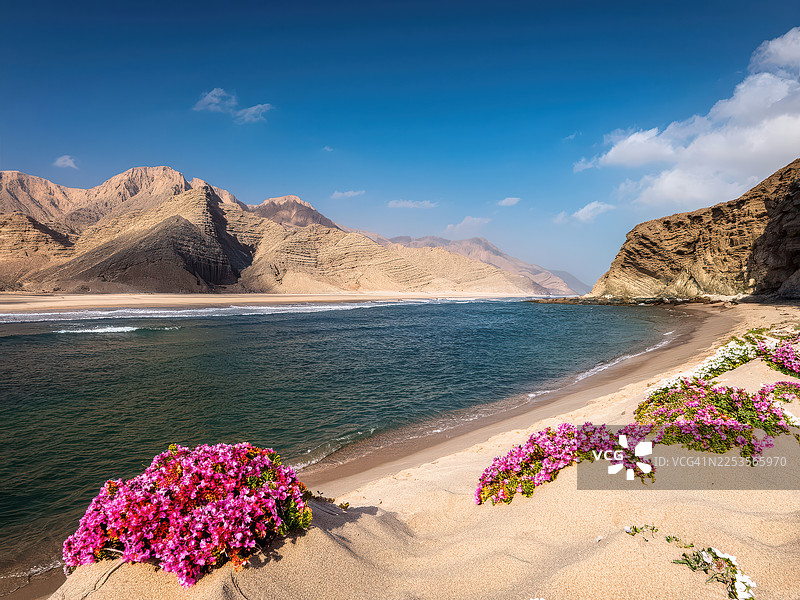 阿曼塞拉莱，壮丽山脉与湛蓝天空映衬下的隐秘海滩，点缀着鲜艳的粉色花朵，风景如画图片素材