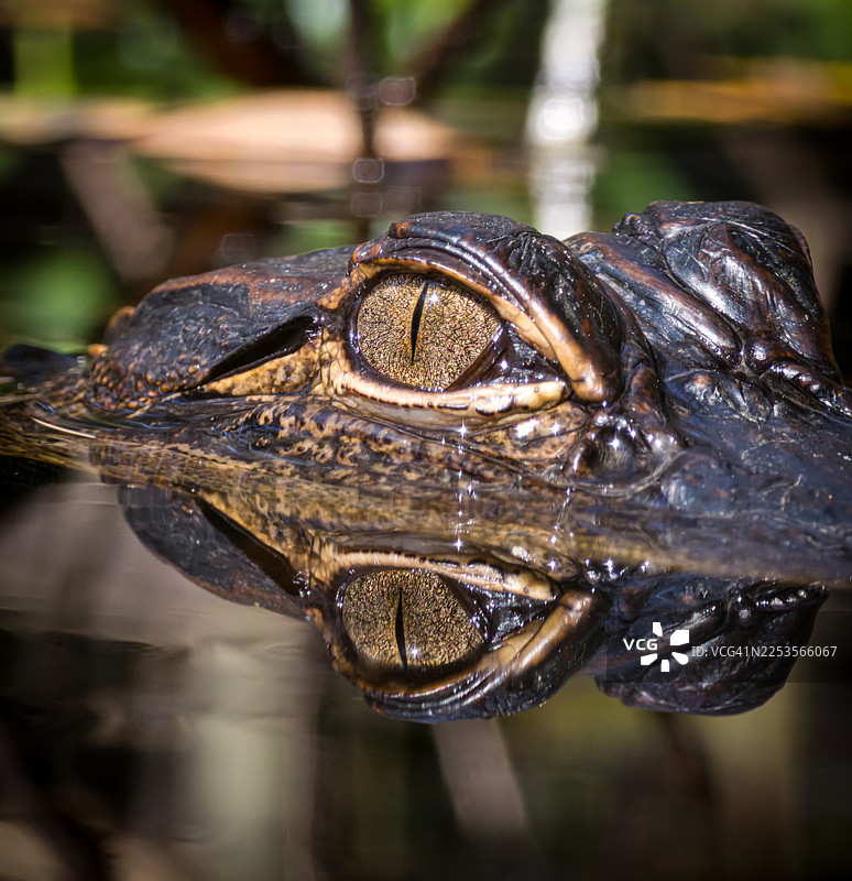 特写镜头，一只鳄鱼的眼睛和头部，半浸在水中，水面映照着它的倒影图片素材