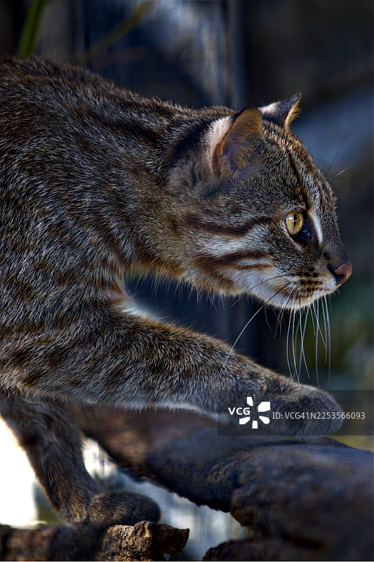 特写一只野猫（Prionailurus viverrinus）侧脸，展示其独特的斑纹和警惕的姿态图片素材