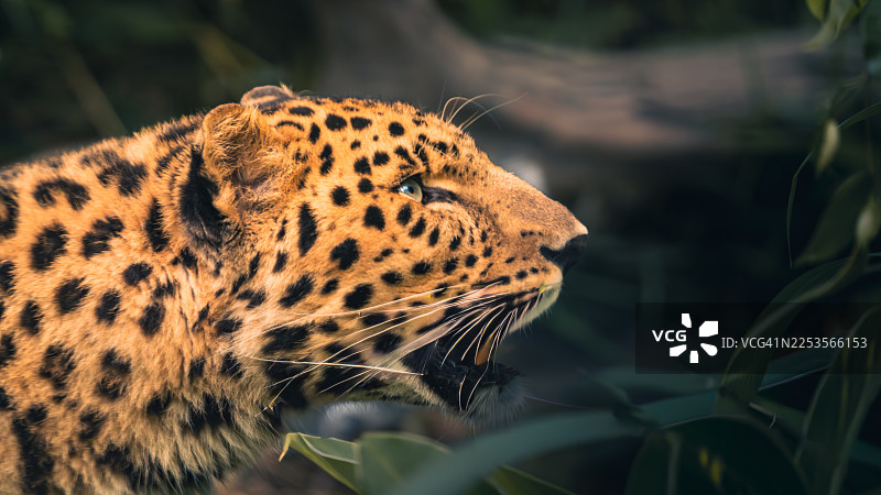 一只雄伟的豹子在自然栖息地中的特写侧面照图片素材