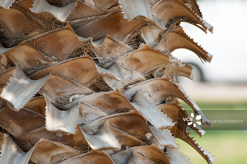 特写镜头下，干枯棕榈树叶和树干纹理的抽象图案图片素材