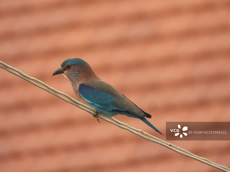 一只印度鹀在电线上栖息的特写，背景是柔和的橙色图片素材