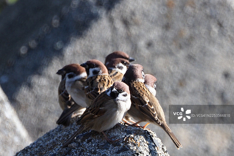 一群麻雀栖息在岩石上，沐浴在阳光下的特写镜头图片素材