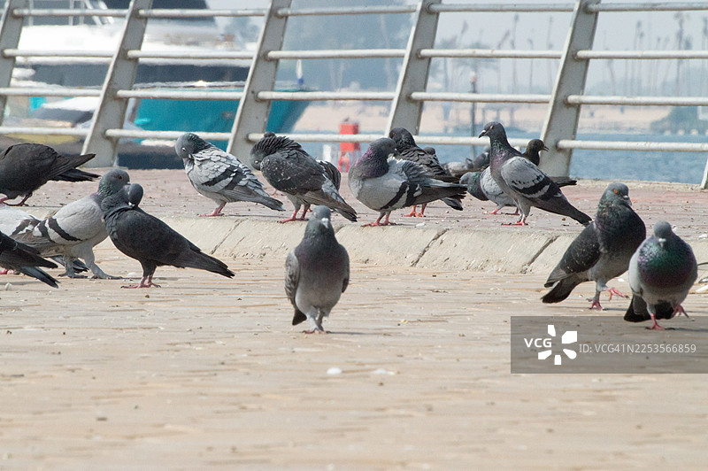 一群鸽子聚集在水边的水泥人行道上，背景中有船只和栏杆。图片素材