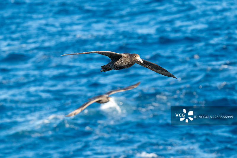两只北方巨鹱低飞于深蓝色海浪之上，展翅翱翔，姿态雄伟图片素材