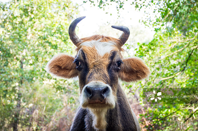 特写镜头，一头长着角的牛在自然、郁郁葱葱的绿色户外环境中图片素材