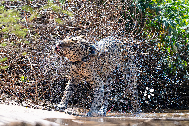 巴西潘塔纳尔，一只美洲豹在河里游泳后甩掉身上的水珠图片素材