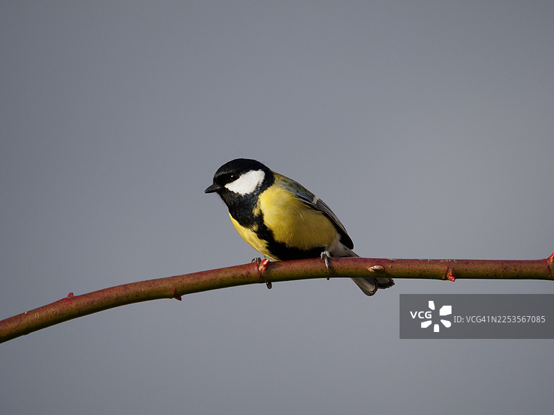一只大山雀栖息在光秃的树枝上，背景为柔和的灰色，展示着其鲜艳的黄黑羽毛图片素材