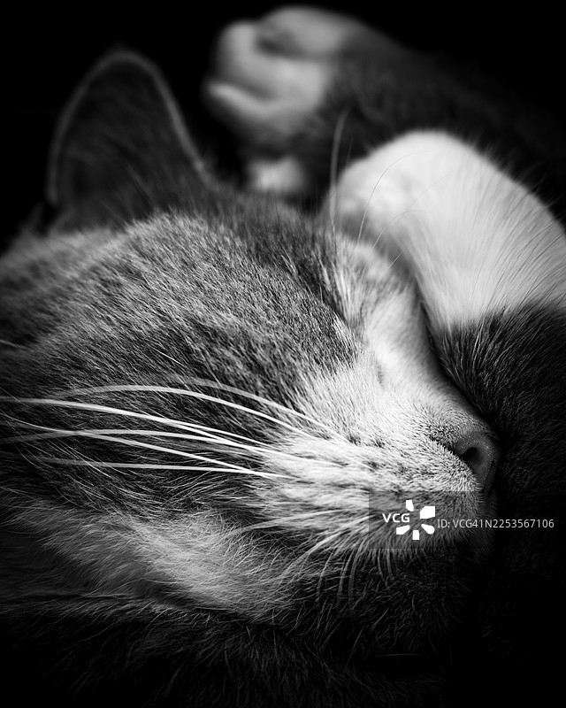 一只黑白色的家猫正在睡觉的特写图片素材