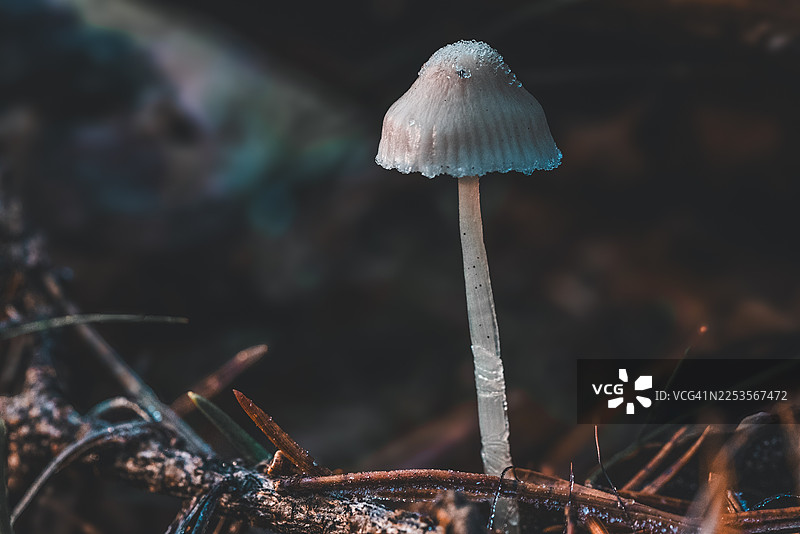 森林地面上，松针和树枝间生长着一朵被霜覆盖的小野蘑菇的特写。图片素材