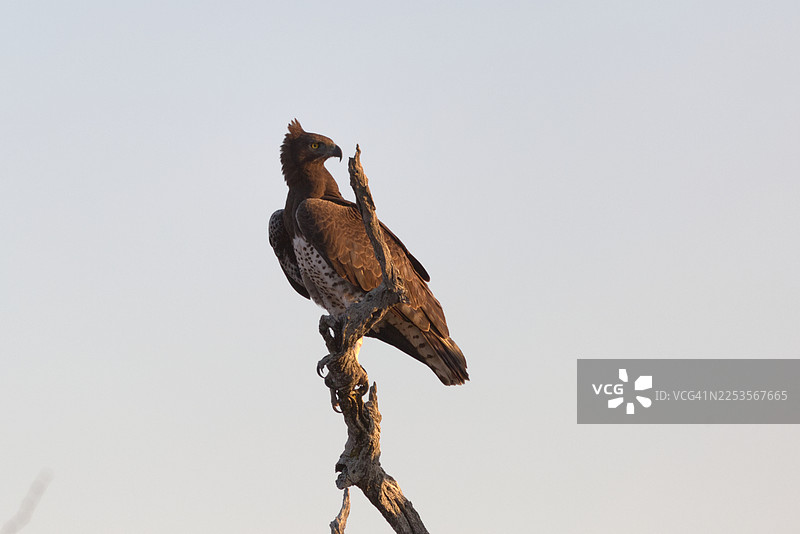 一只雄伟的鹰栖息在光秃的树枝上，背景是晴朗的天空，展现出它威严的侧影和锐利的目光图片素材